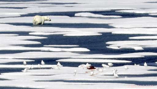Arctic Expedition Reveals Global Warming s Effects on Ice and Wildlife