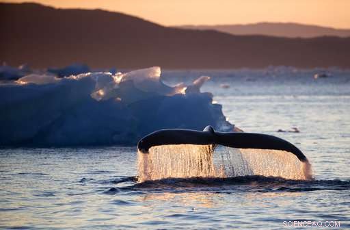 Arctic Expedition Reveals Global Warming s Effects on Ice and Wildlife