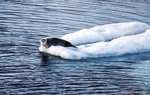 Arctic Expedition Reveals Global Warming s Effects on Ice and Wildlife