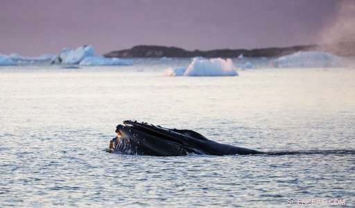 Arctic Expedition Reveals Global Warming s Effects on Ice and Wildlife