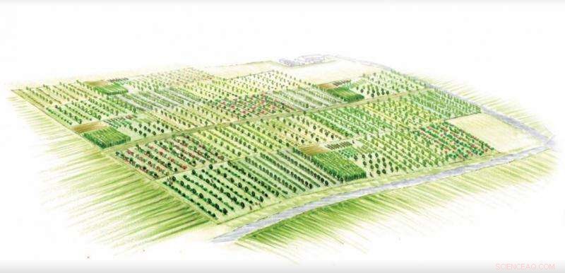 Boost Farm Diversity: How Trees and Shrubs Introduce Nutritious Food Crops