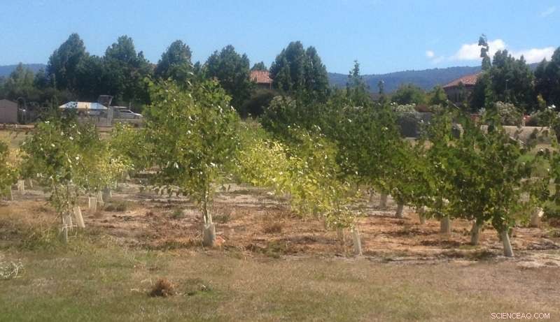 Probiotics Empower Poplar Trees to Remediate Toxic Superfund Sites