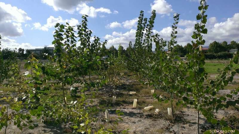 Probiotics Empower Poplar Trees to Remediate Toxic Superfund Sites
