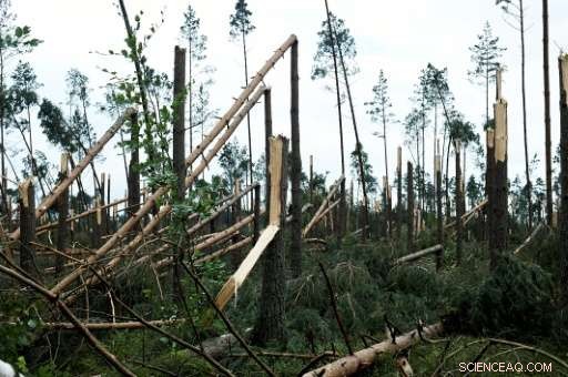 Poland’s Record‑Breaking Storms Topple Tens of Thousands of Trees, Forest Service Warns