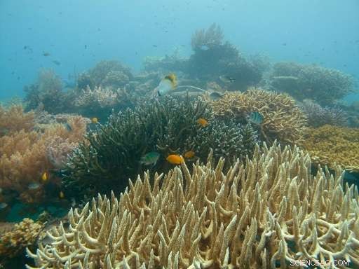 Japan Launches Probe into Suspected Chinese Coral Poaching