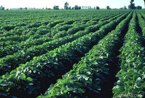 New Study Shows Climate Change Threatens Global Crop Yields