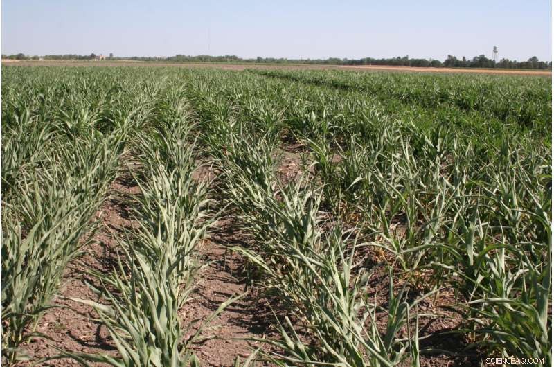 Long-Term Study Warns Sorghum Yields Could Decline Amid Rising Global Temperatures