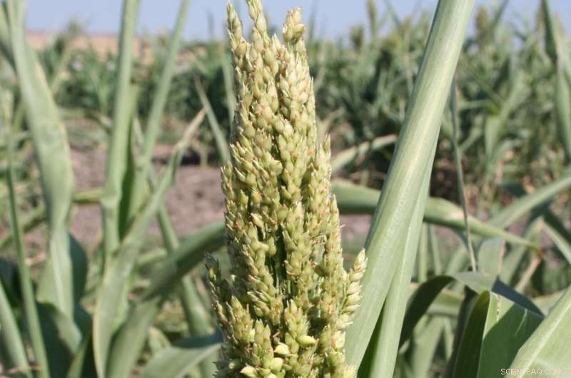 Long-Term Study Warns Sorghum Yields Could Decline Amid Rising Global Temperatures