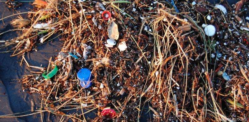 Anchovies Consume Plastic Debris Due to Prey-Like Odor