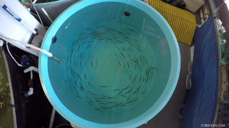 Anchovies Consume Plastic Debris Due to Prey-Like Odor