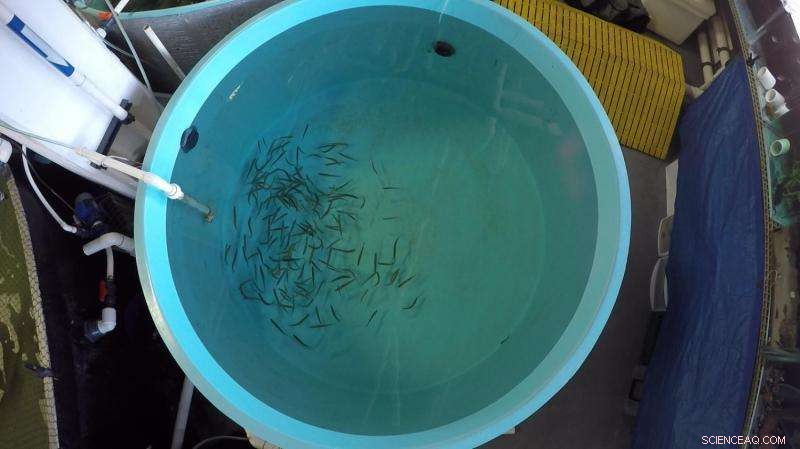 Anchovies Consume Plastic Debris Due to Prey-Like Odor