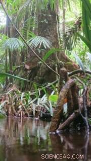 Old Tropical Trees Continue Rapid Carbon Sequestration, Study Finds