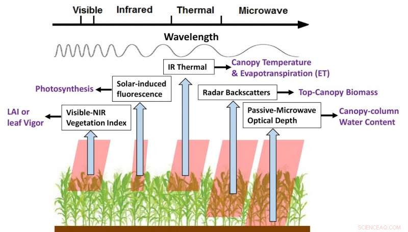 Using Satellite Data to Accurately Predict Crop Yields