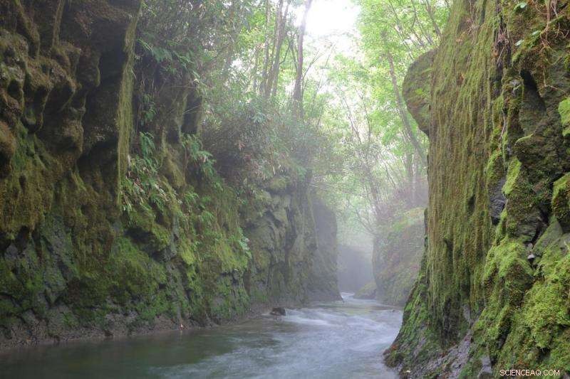 Mosses as Precise Indicators of Urban Atmospheric Quality