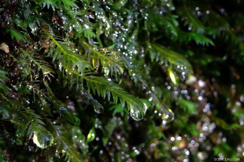 Mosses as Precise Indicators of Urban Atmospheric Quality