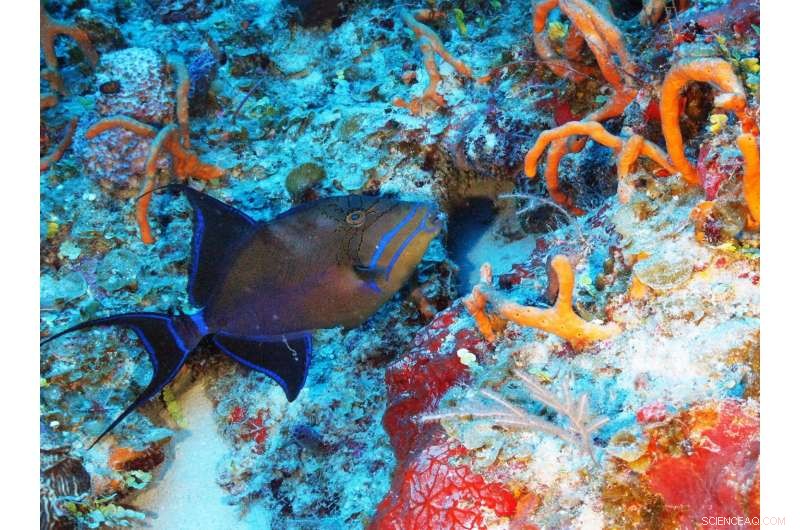 Cuba’s Hidden Natural Treasure Revealed by Ocean Exploration