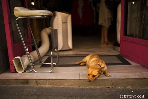 July Ranks Second-Only for Global Heat: Record-Breaking Land Temperatures