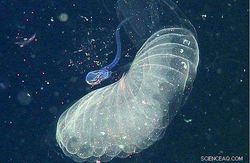 Larvaceans Facilitate Deep‑Sea Transport of Microplastics, Impacting Marine Food Chains