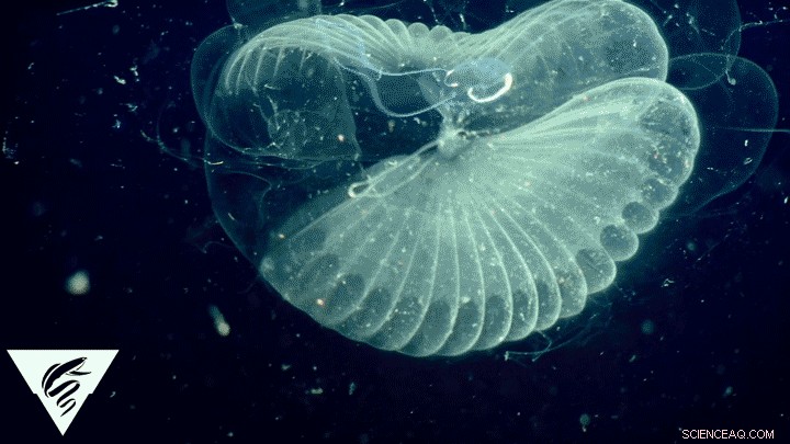 Larvaceans Facilitate Deep‑Sea Transport of Microplastics, Impacting Marine Food Chains