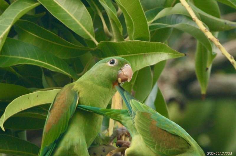 Climate Change & Habitat Conversion Drive Global Nature Homogenization