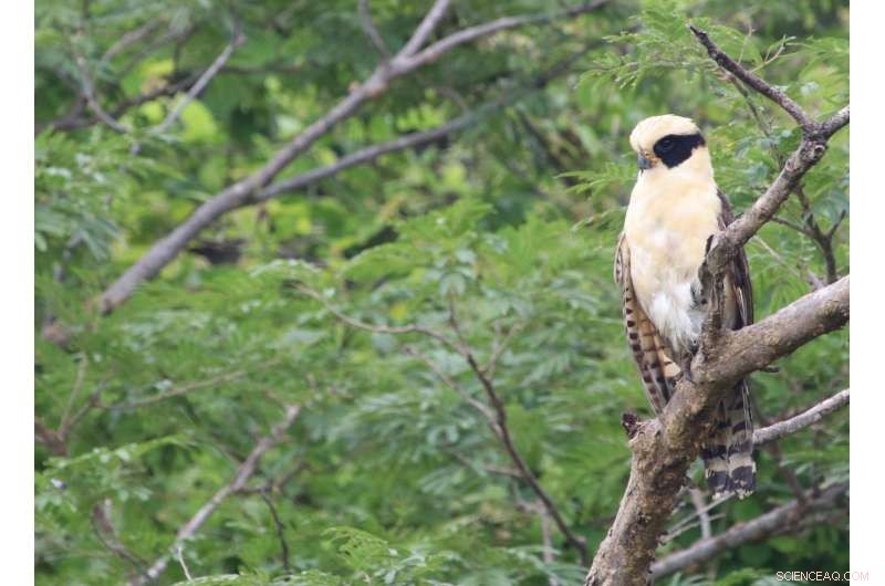 Climate Change & Habitat Conversion Drive Global Nature Homogenization