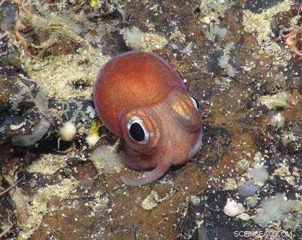 Unveiling Critical Knowledge Gaps in Deep-Sea Biodiversity