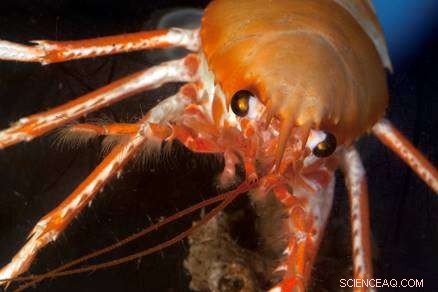 Unveiling Critical Knowledge Gaps in Deep-Sea Biodiversity