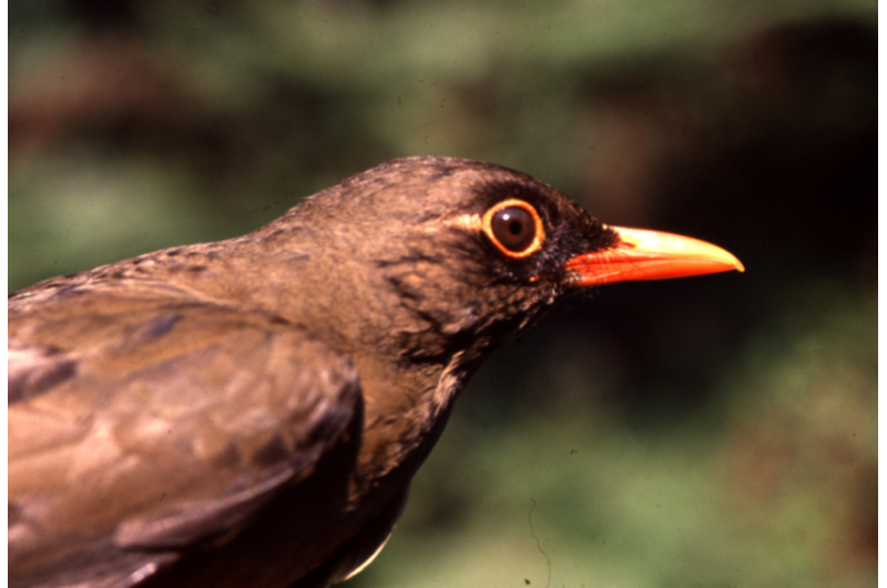 Targeted Forest Regeneration: A Proven Blueprint to Preserve Tropical Biodiversity