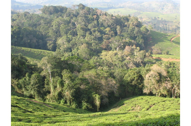 Targeted Forest Regeneration: A Proven Blueprint to Preserve Tropical Biodiversity