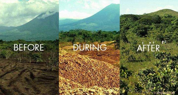 Orange Peels Fuel Forest Revival: Costa Rica s 176% Biomass Boost