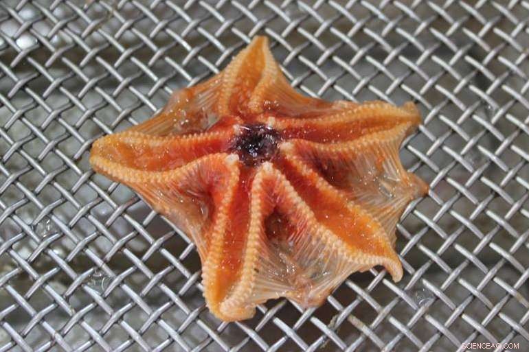 First Evidence of Microplastic Ingestion in Deep-Sea Bottom-Dwellers