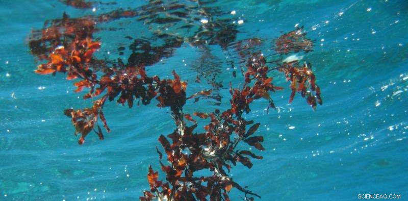 Seaweed: A Promising Ally in the Fight Against Climate Change