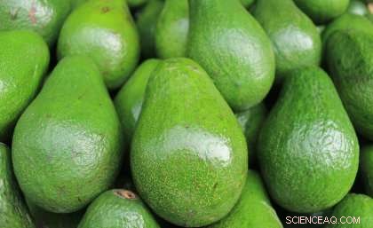 Revolutionizing Avocado Production: A Breakthrough Method to Scale Plant Supply 500×