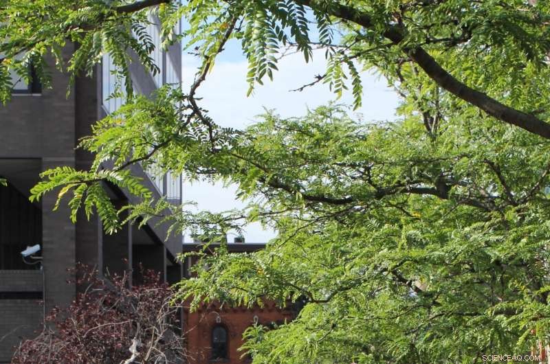 Annual Value of Urban Trees: $500 Million per Megacity, New Study Reveals