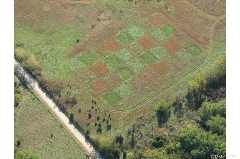 Long-Term Study Investigates Prairie Ecosystem Recovery After Farmland Abandonment
