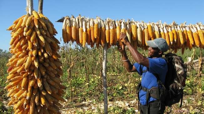 Boosting Corn Yields & Saving Madagascar s Forests with Compost