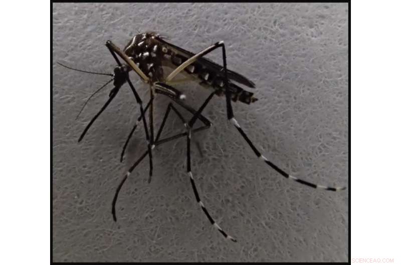 New Study Shows Disease-Carrying Mosquitoes Are Rare in Undisturbed Tropical Forests