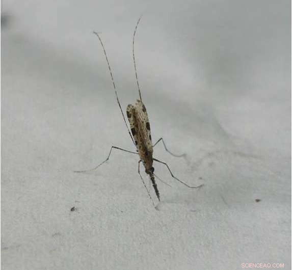 New Study Shows Disease-Carrying Mosquitoes Are Rare in Undisturbed Tropical Forests