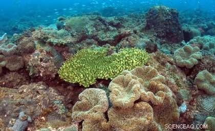 New Study Reveals Subtropical Corals Increasingly Vulnerable to Climate Change