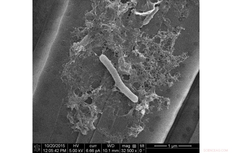 Why Do Algal Blooms Become Toxic? Key Causes Explained