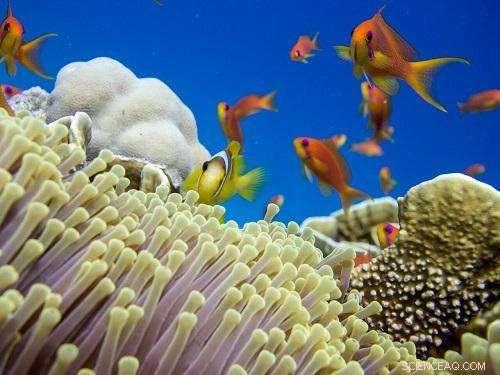Supporting Coral Reefs in Coping with Ocean Pressure