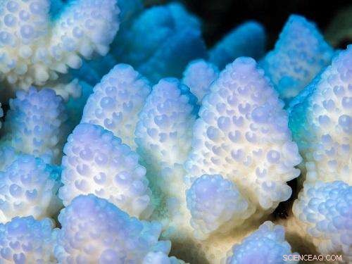 Supporting Coral Reefs in Coping with Ocean Pressure