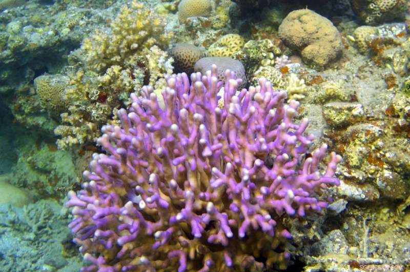 Coral Skeletons Demonstrate Resistance to Ocean Acidification