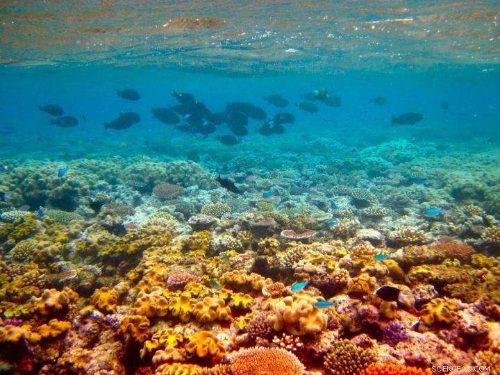 How Algae Strengthens Coral Reefs: Past and Present Insights