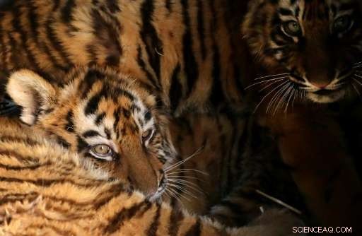 Lebanon Passes Landmark Animal Protection Law