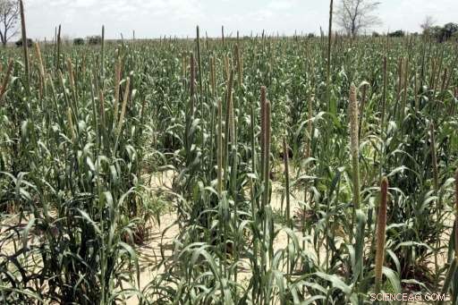 Senegal s Fonio Grain: A Nutrient-Packed Superfood Poised to Revitalize the Sahel