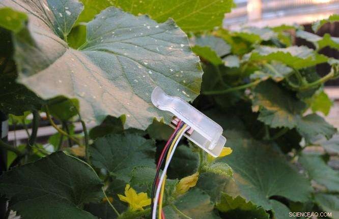 Leaf Sensors Enable Precise Irrigation Timing for Farmers