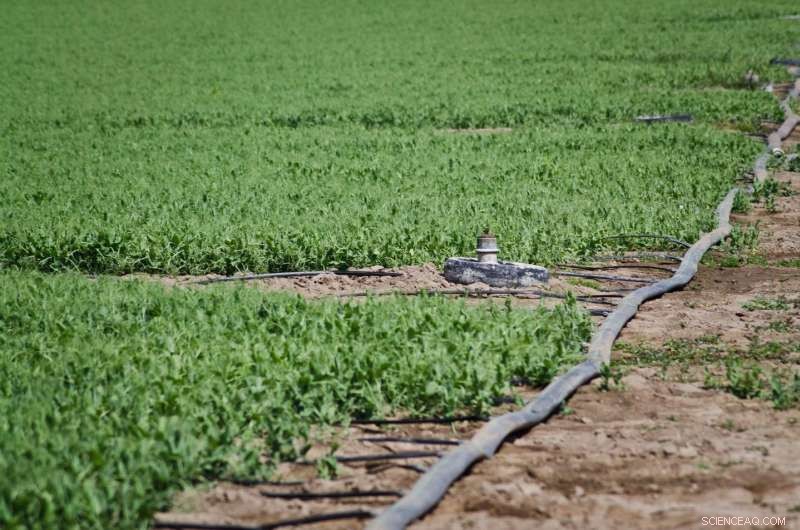 Leaf Sensors Enable Precise Irrigation Timing for Farmers