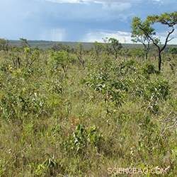 Forest Expansion Threatens Savanna Ecosystems: A Conservation Crisis