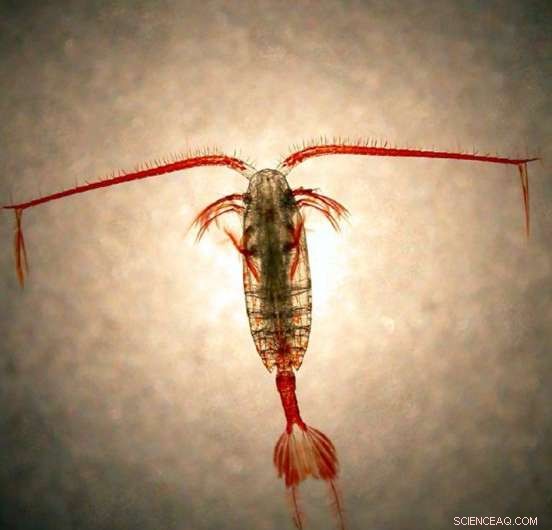 Long-Term Warming Resilience in Southern Ocean Zooplankton